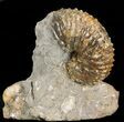 Hoploscaphites Nebrascensis Ammonite - South Dakota #43933-1
